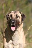 KANGAL 162